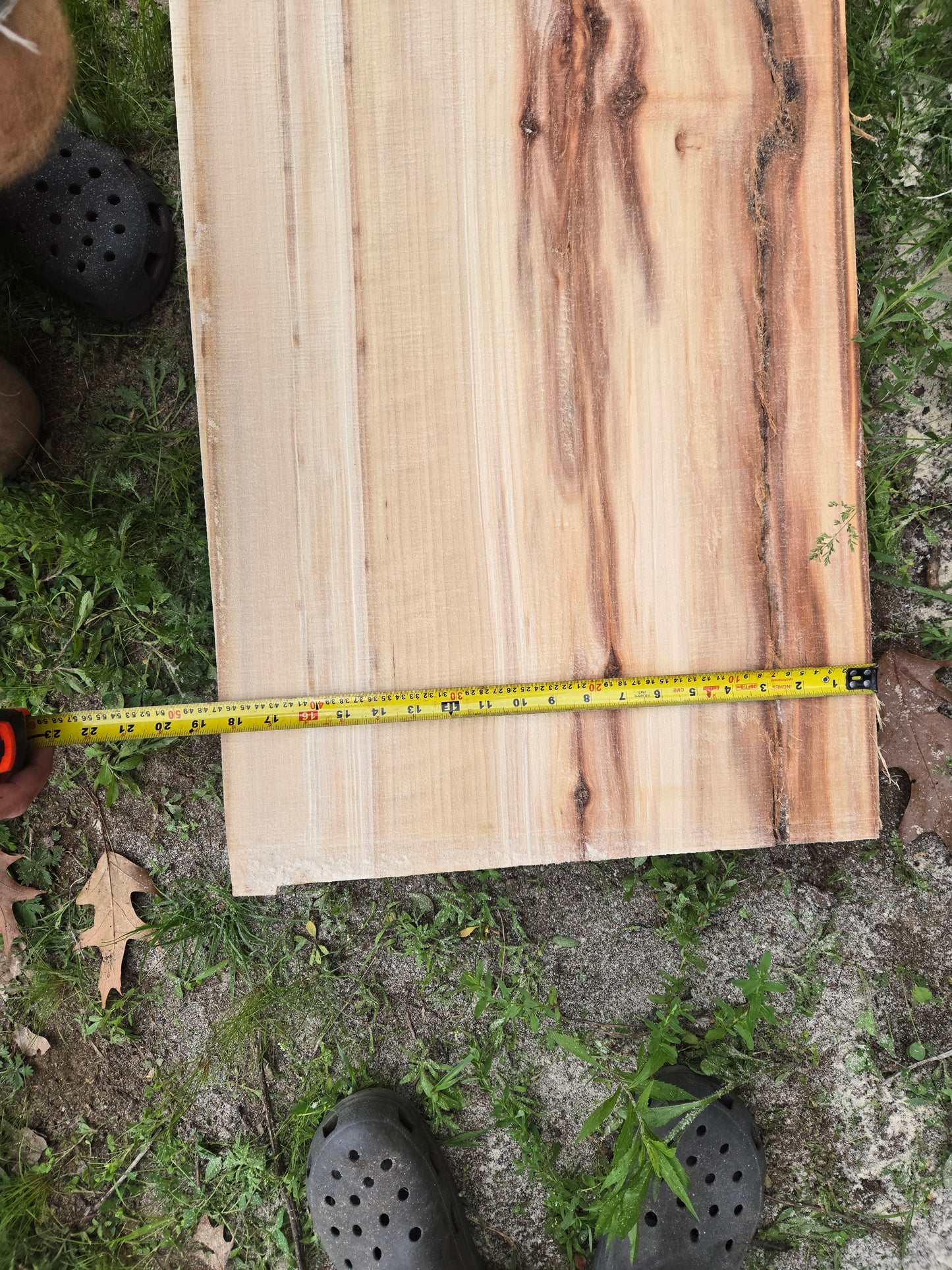 P2 - Huge Poplar Slab!