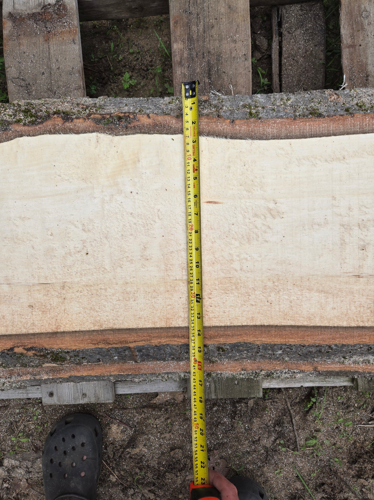P7 - Huge Poplar Slab!