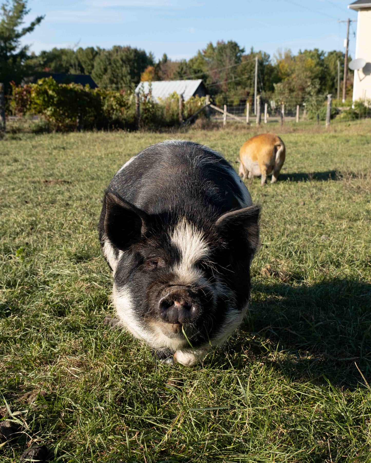 Mature Gilt (Breed ready)