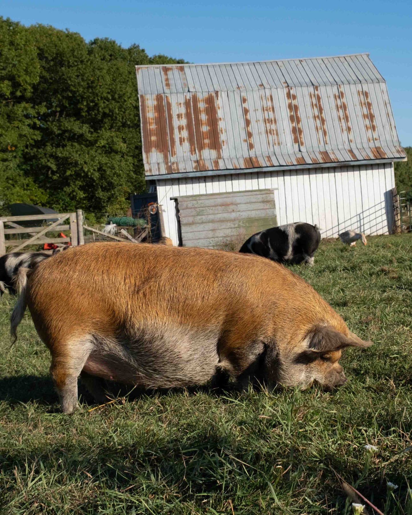Mature Gilt (Breed ready)
