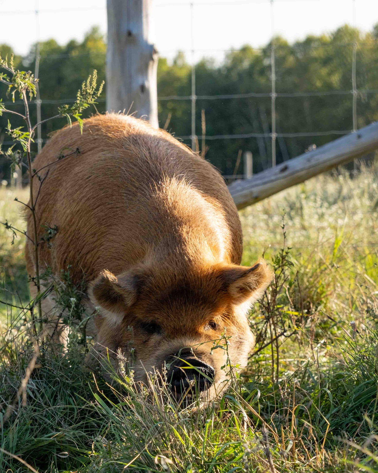 Mature Gilt (Breed ready)