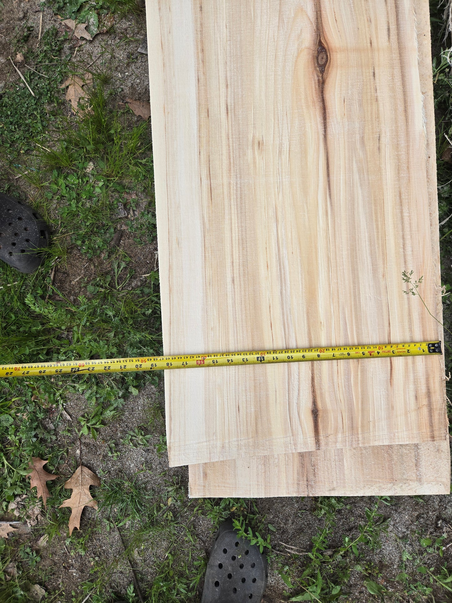 P1 - Huge Poplar Slab!