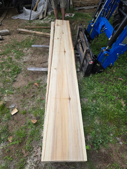 P3 - Huge Poplar Slab!