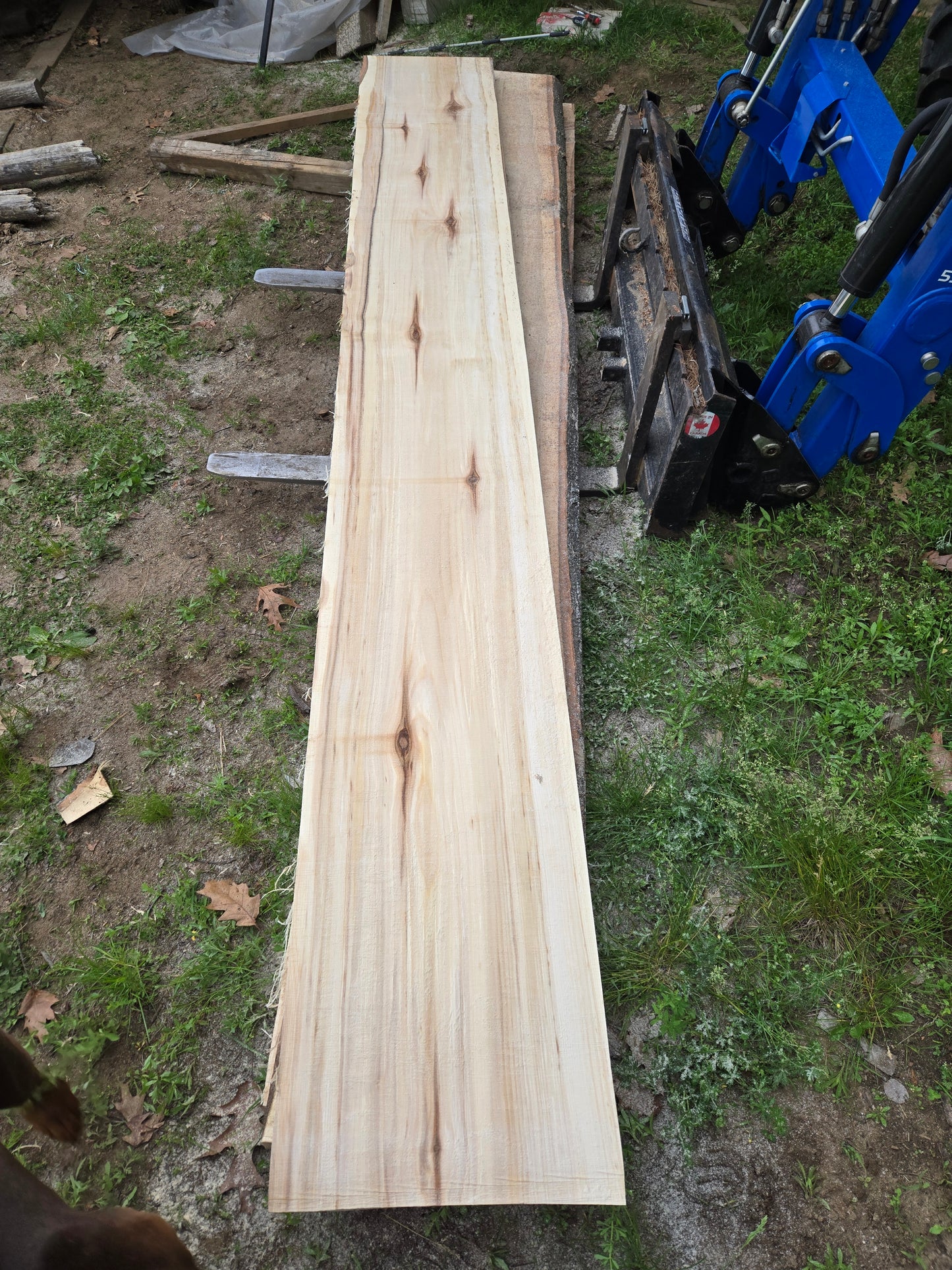 P3 - Huge Poplar Slab!