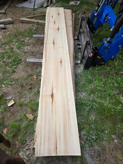P3 - Huge Poplar Slab!