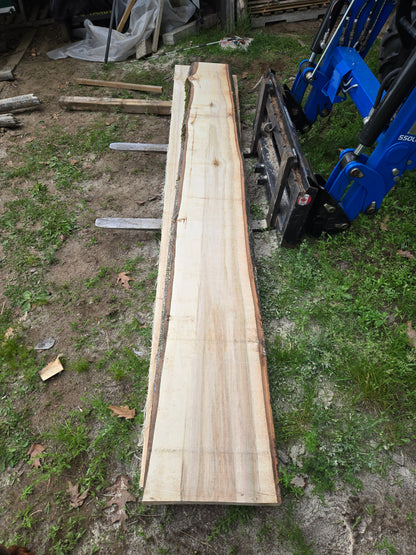 P4 - Huge Poplar Slab!