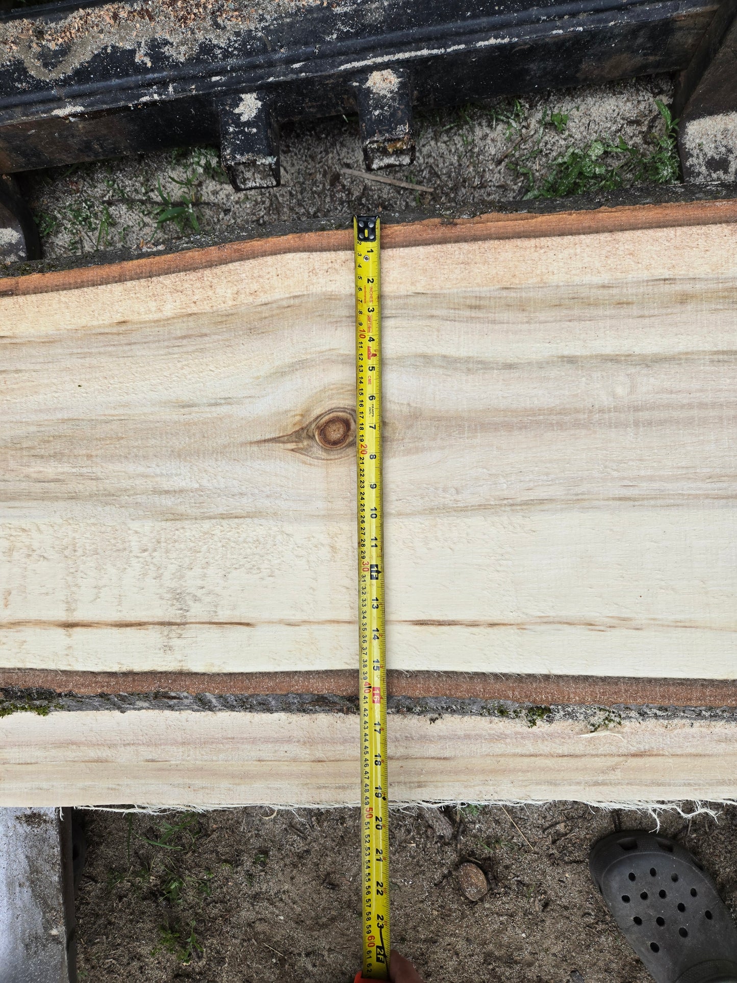 P4 - Huge Poplar Slab!