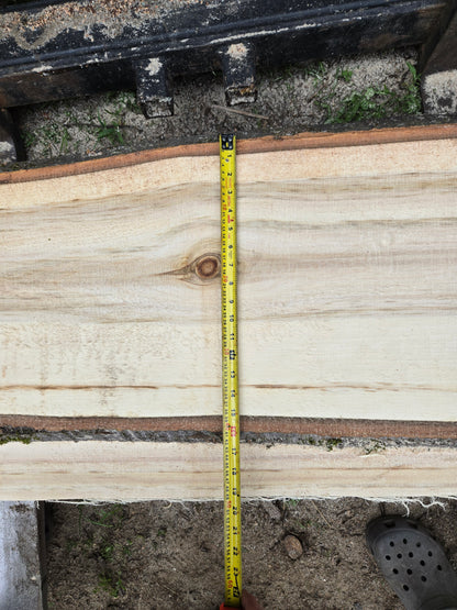 P4 - Huge Poplar Slab!