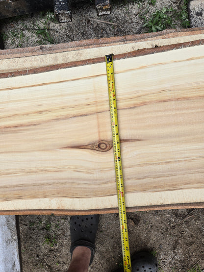 P4 - Huge Poplar Slab!