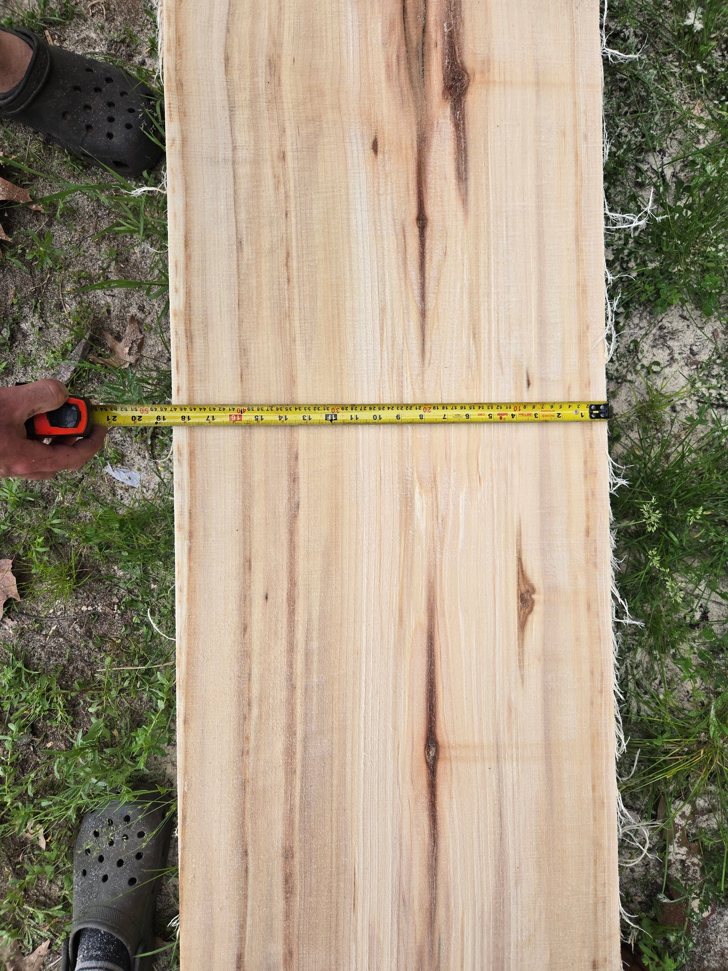 P5 - Huge Poplar Slab!