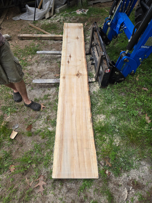 P6 - Huge Poplar Slab!