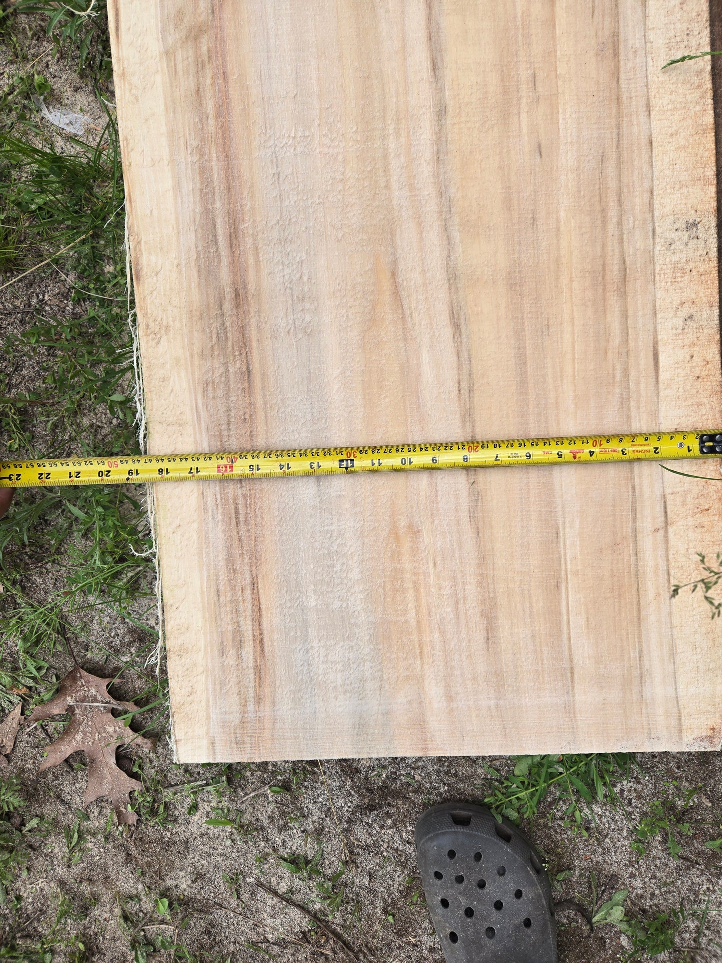P6 - Huge Poplar Slab!