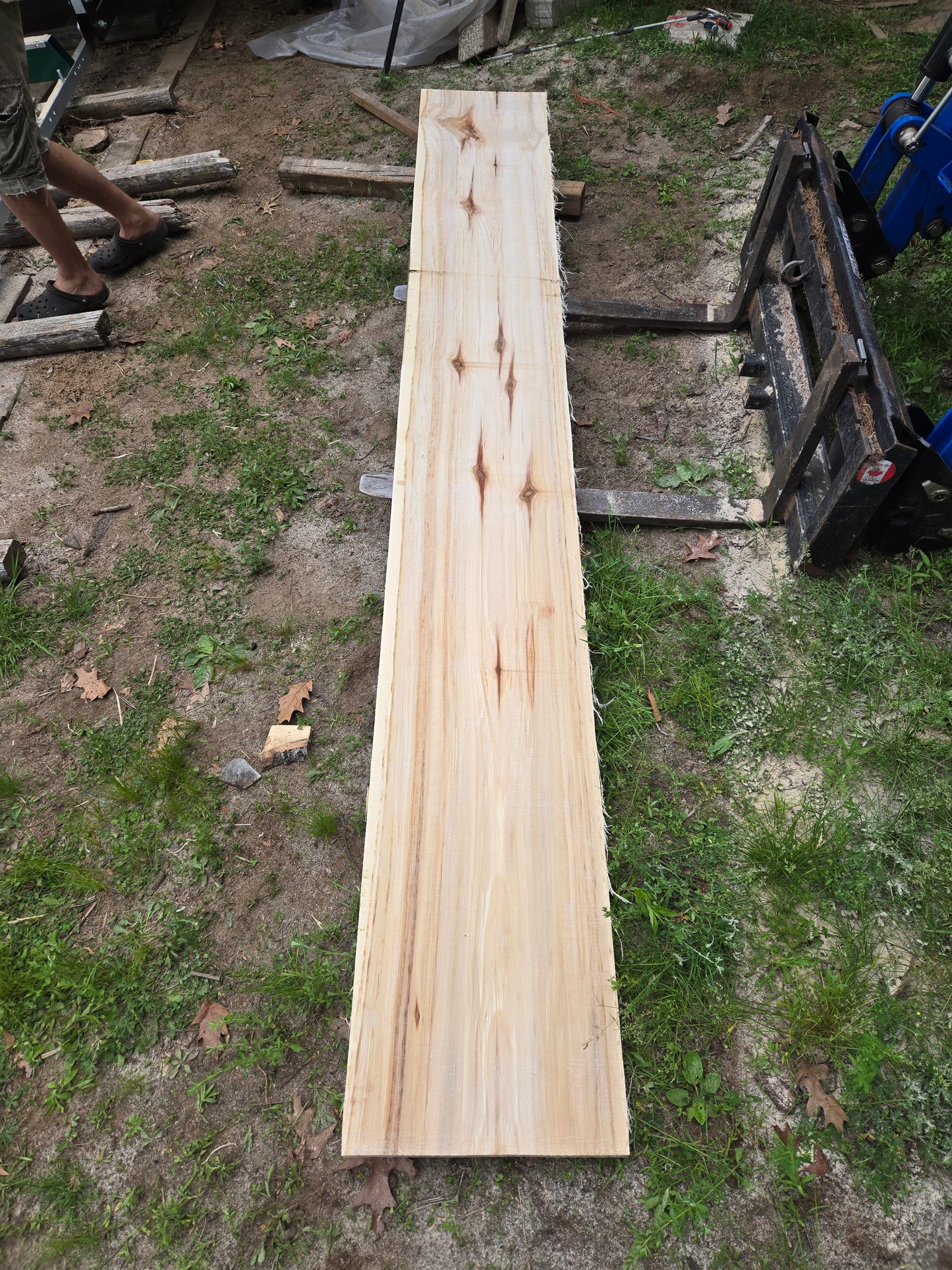 P6 - Huge Poplar Slab!