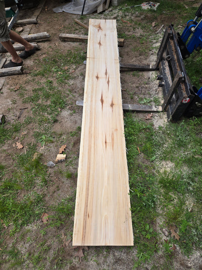 P6 - Huge Poplar Slab!