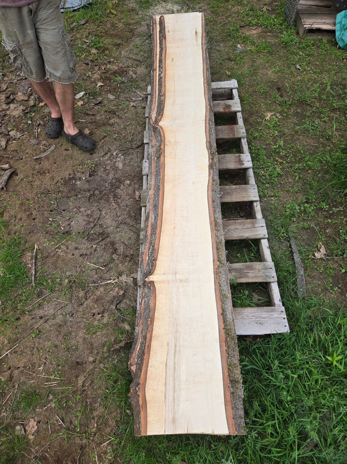 P7 - Huge Poplar Slab!