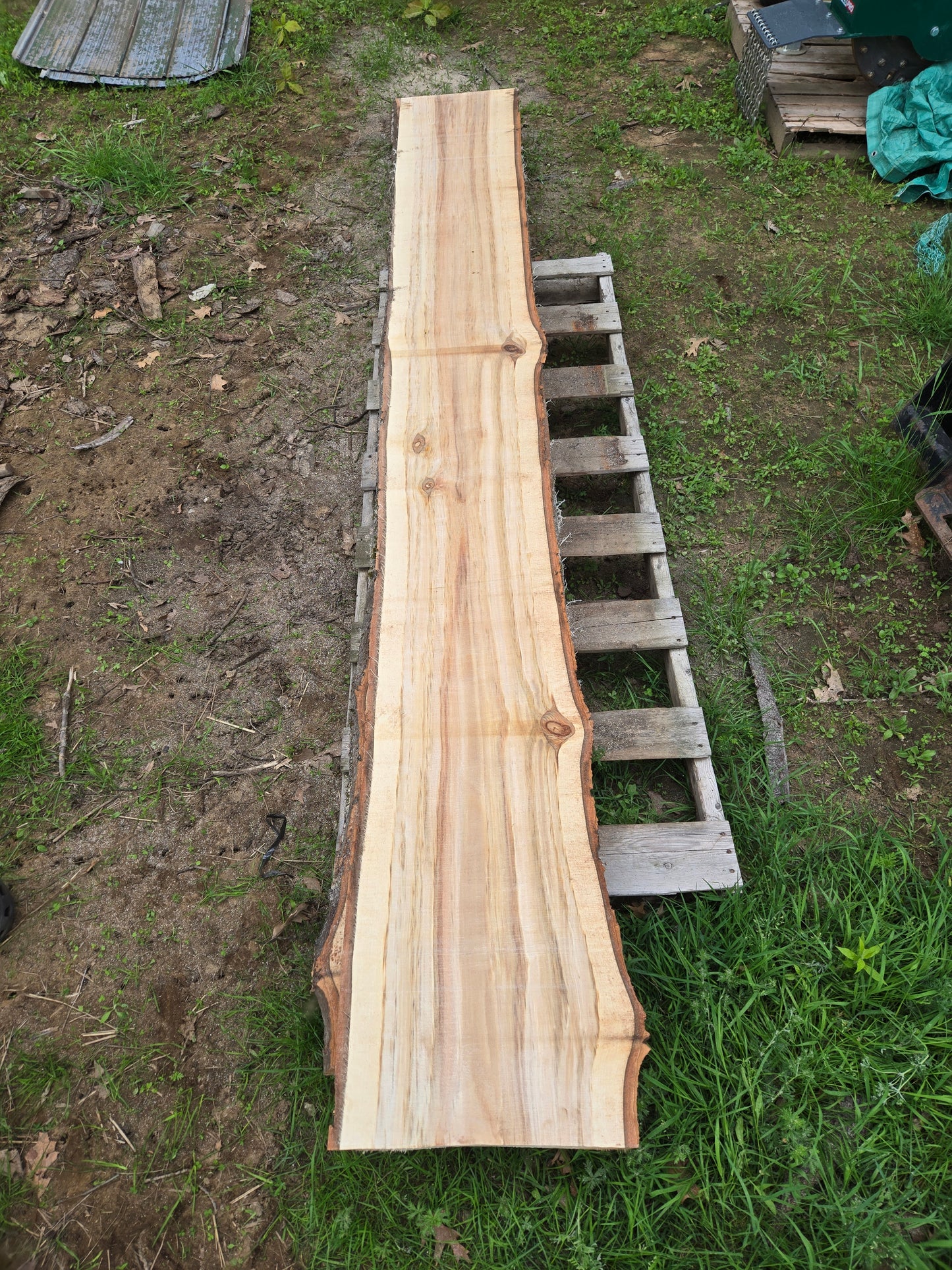 P7 - Huge Poplar Slab!