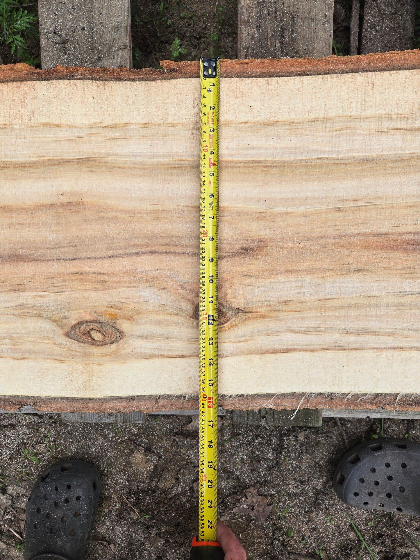P7 - Huge Poplar Slab!