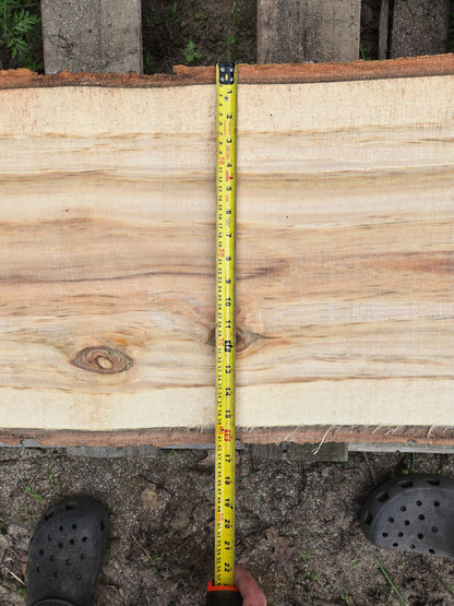 P7 - Huge Poplar Slab!