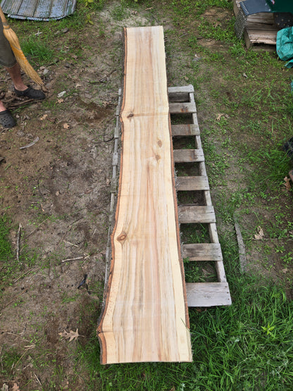 P8 - Huge Poplar Slab!