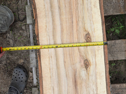 P8 - Huge Poplar Slab!