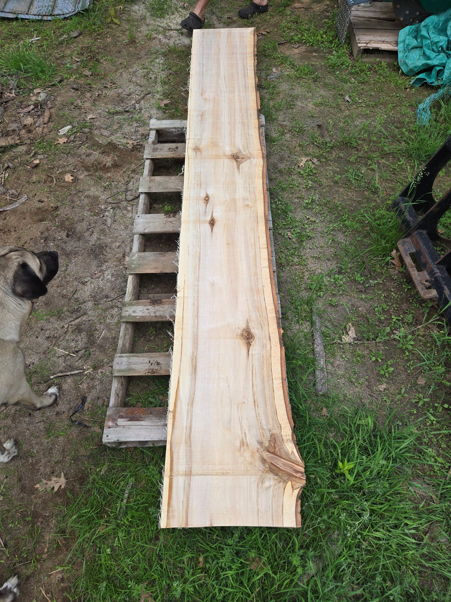 P8 - Huge Poplar Slab!