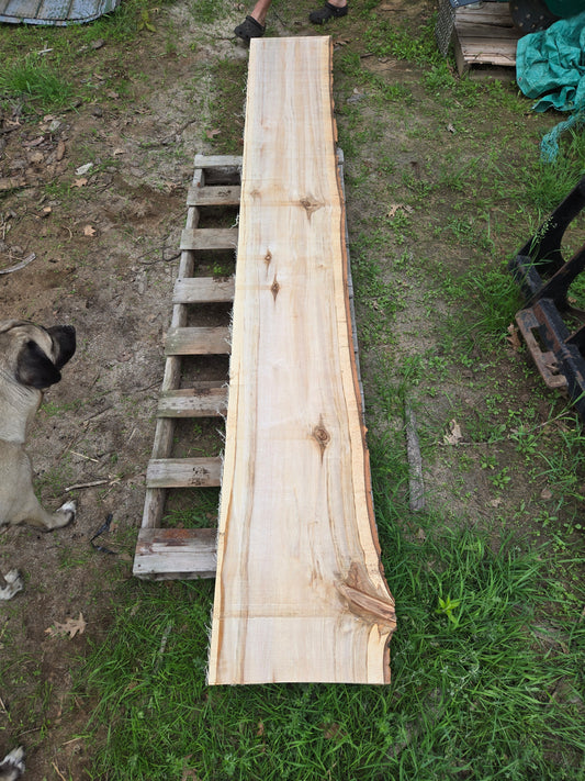 P8 - Huge Poplar Slab!