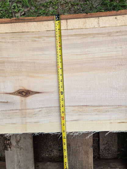 P8 - Huge Poplar Slab!