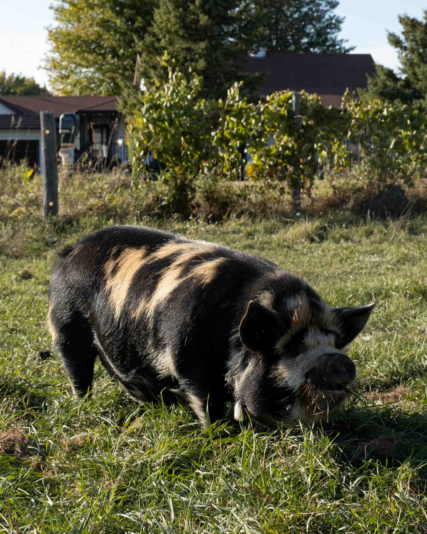 Mature Gilt (Breed ready)