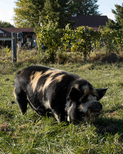 Mature Gilt (Breed ready)
