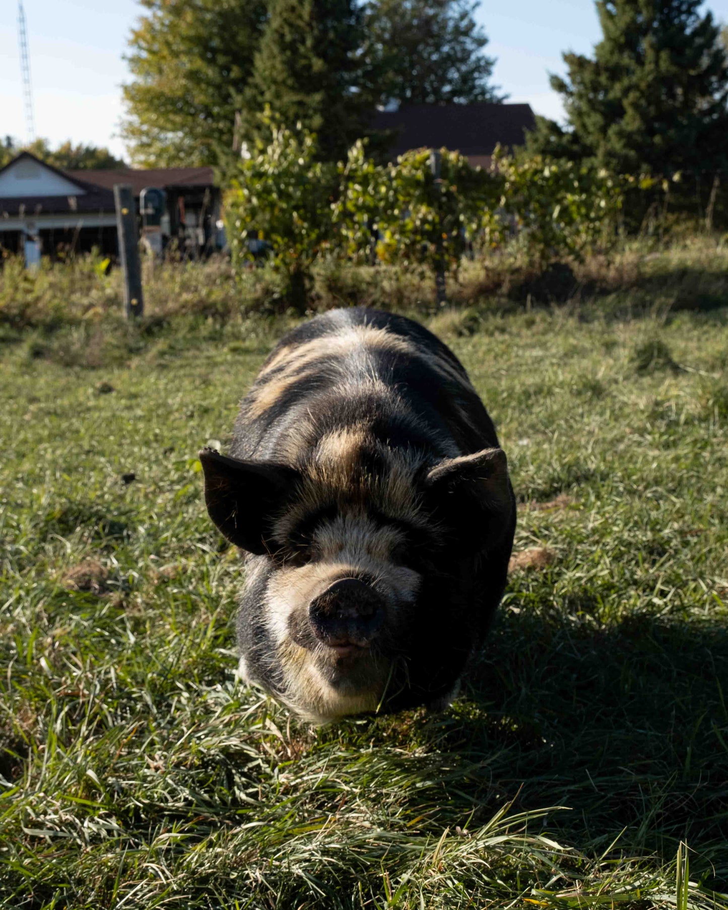 Mature Gilt (Breed ready)