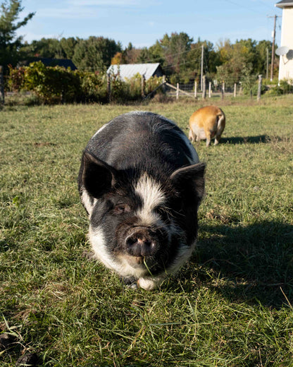 Mature Gilt (Breed ready)