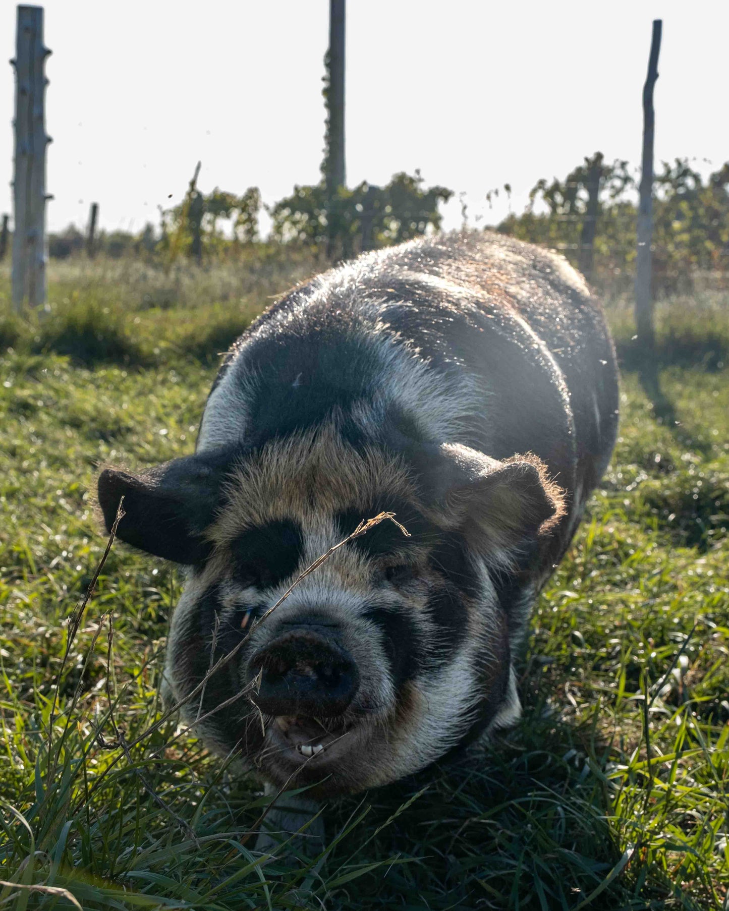 Mature Gilt (Breed ready)