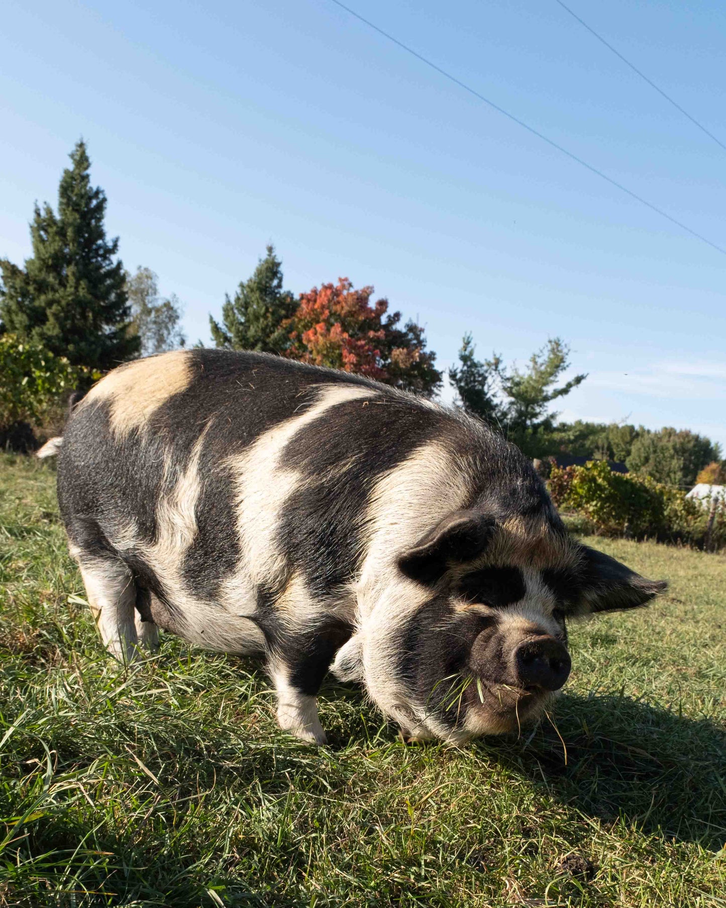 Mature Gilt (Breed ready)