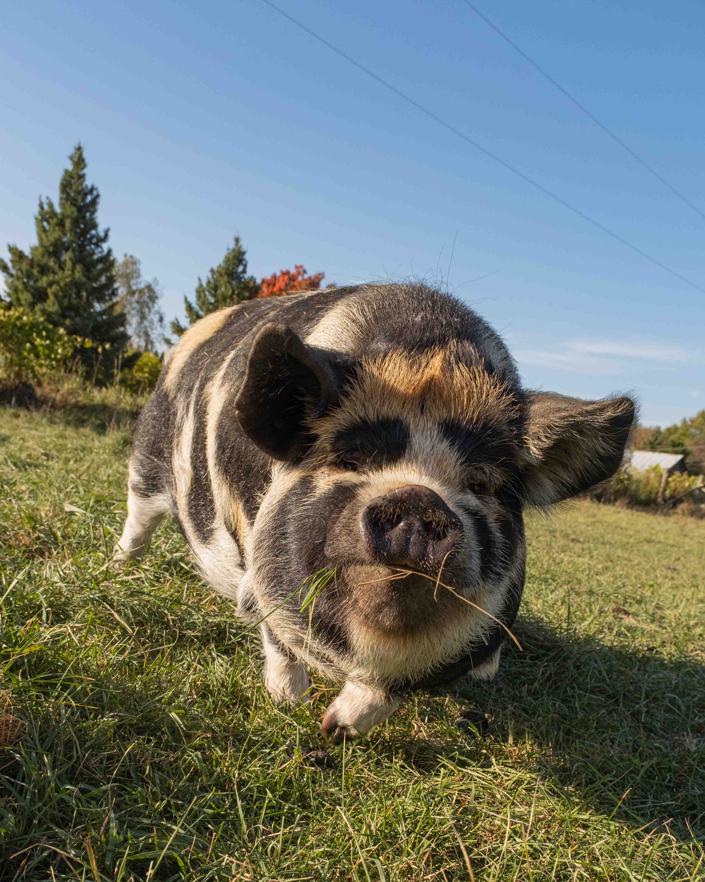 Mature Gilt (Breed ready)