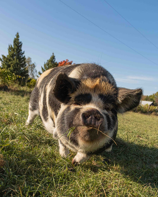 Mature Gilt (Breed ready)