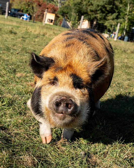 Mature Gilt (Breed ready)