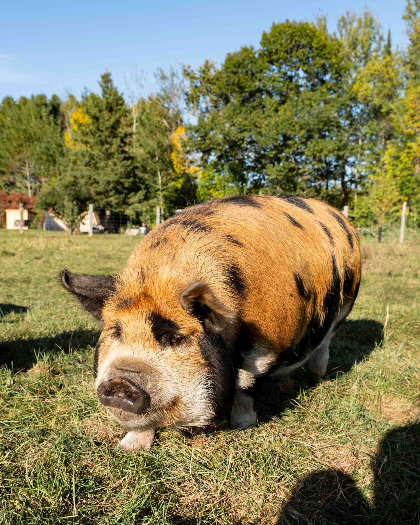 Mature Gilt (Breed ready)