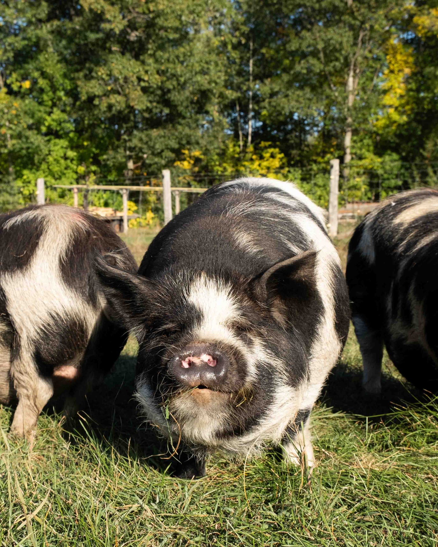 Mature Gilt (Breed ready)