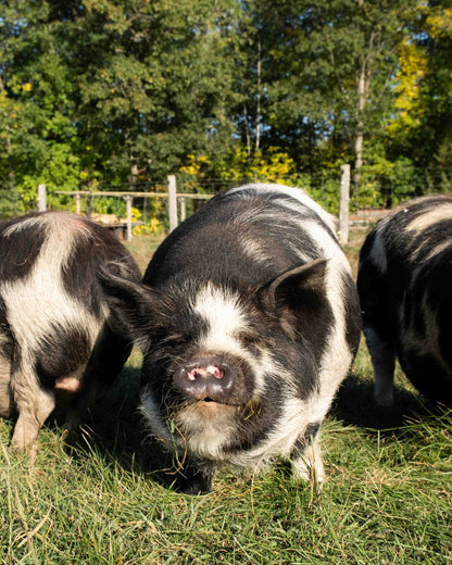 Mature Gilt (Breed ready)