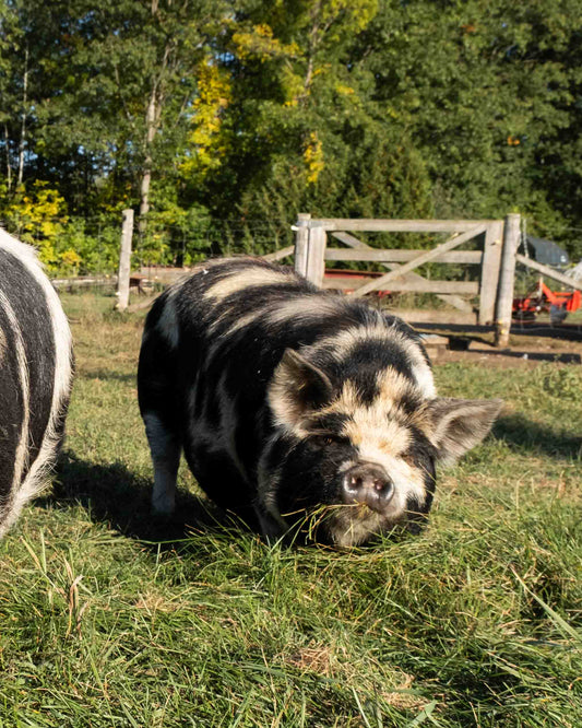 Mature Gilt (Breed ready)