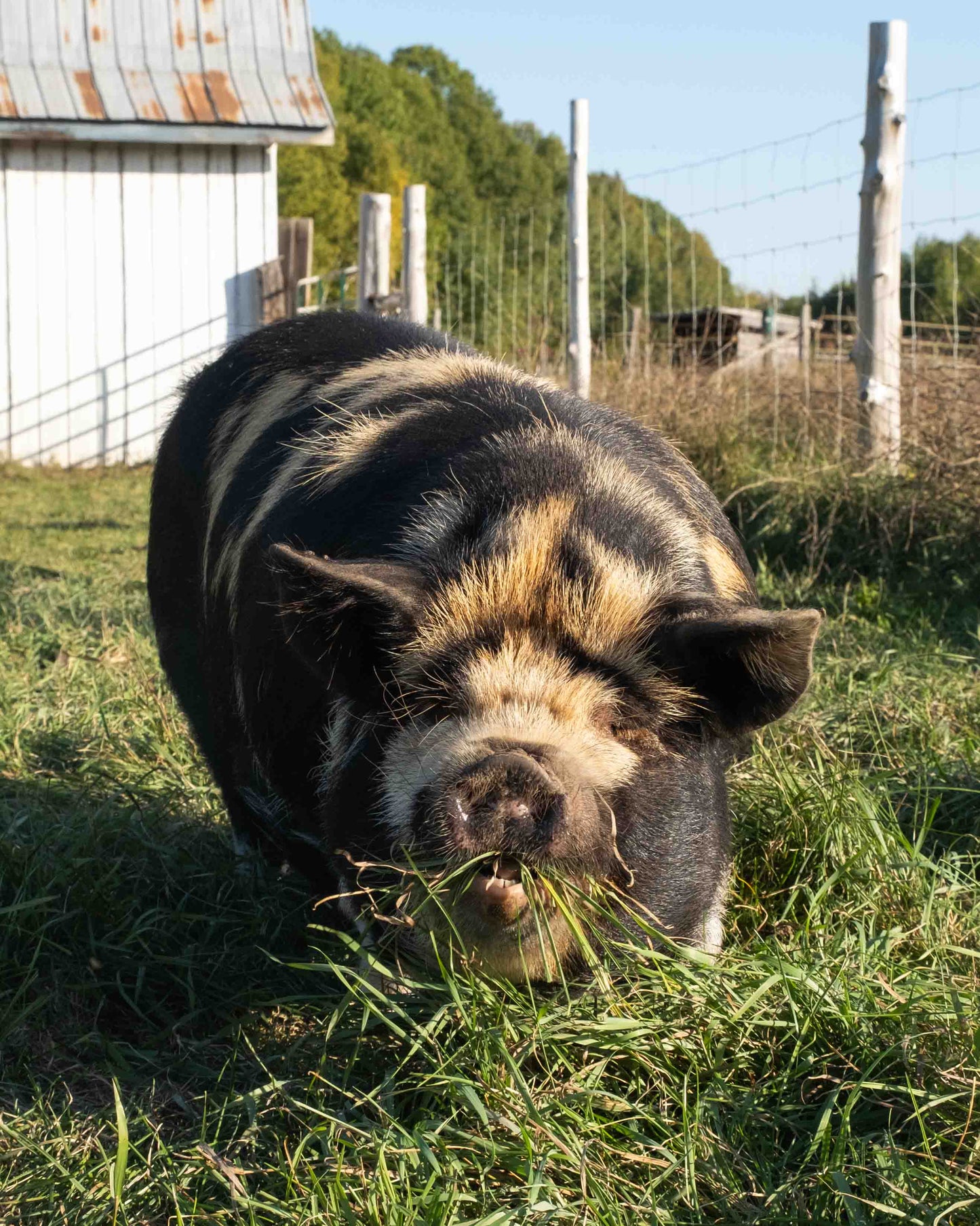 Mature Gilt (Breed ready)