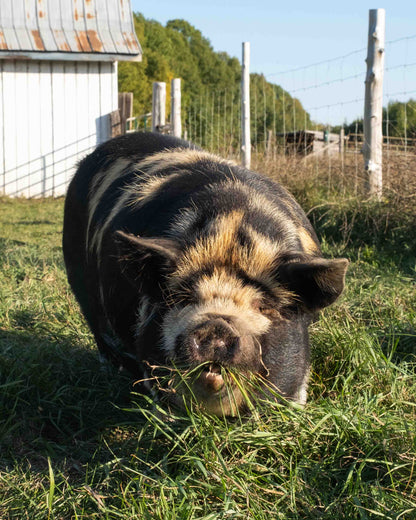 Mature Gilt (Breed ready)