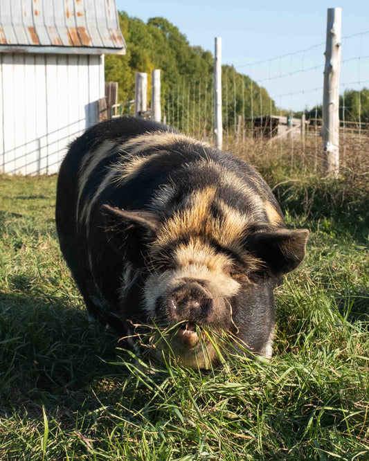 Mature Gilt (Breed ready)