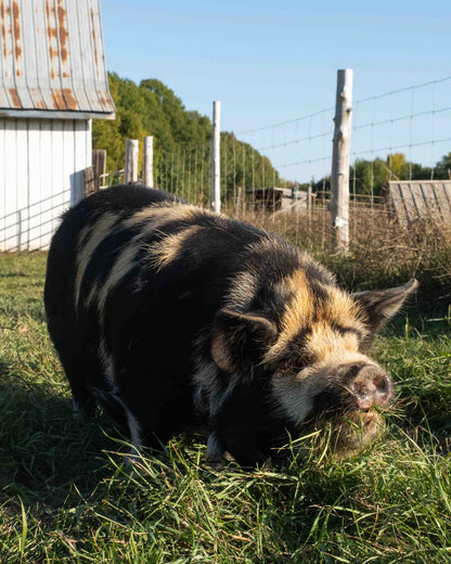 Mature Gilt (Breed ready)