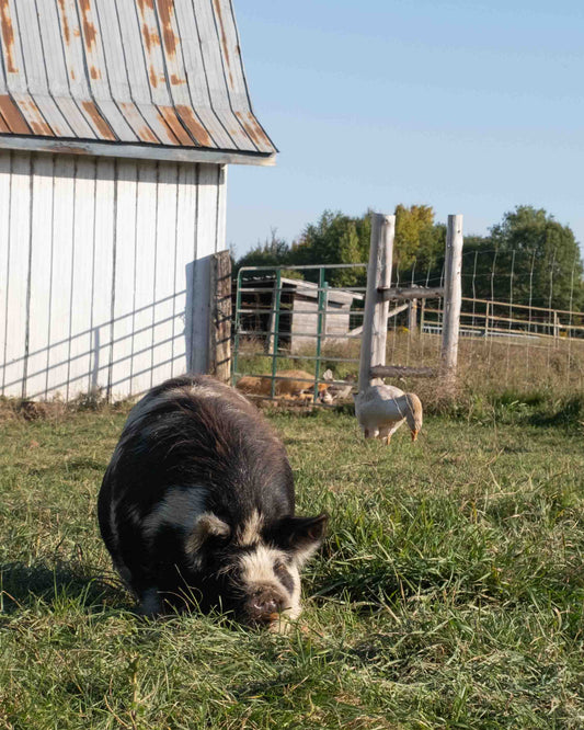 Mature Gilt (Breed ready)