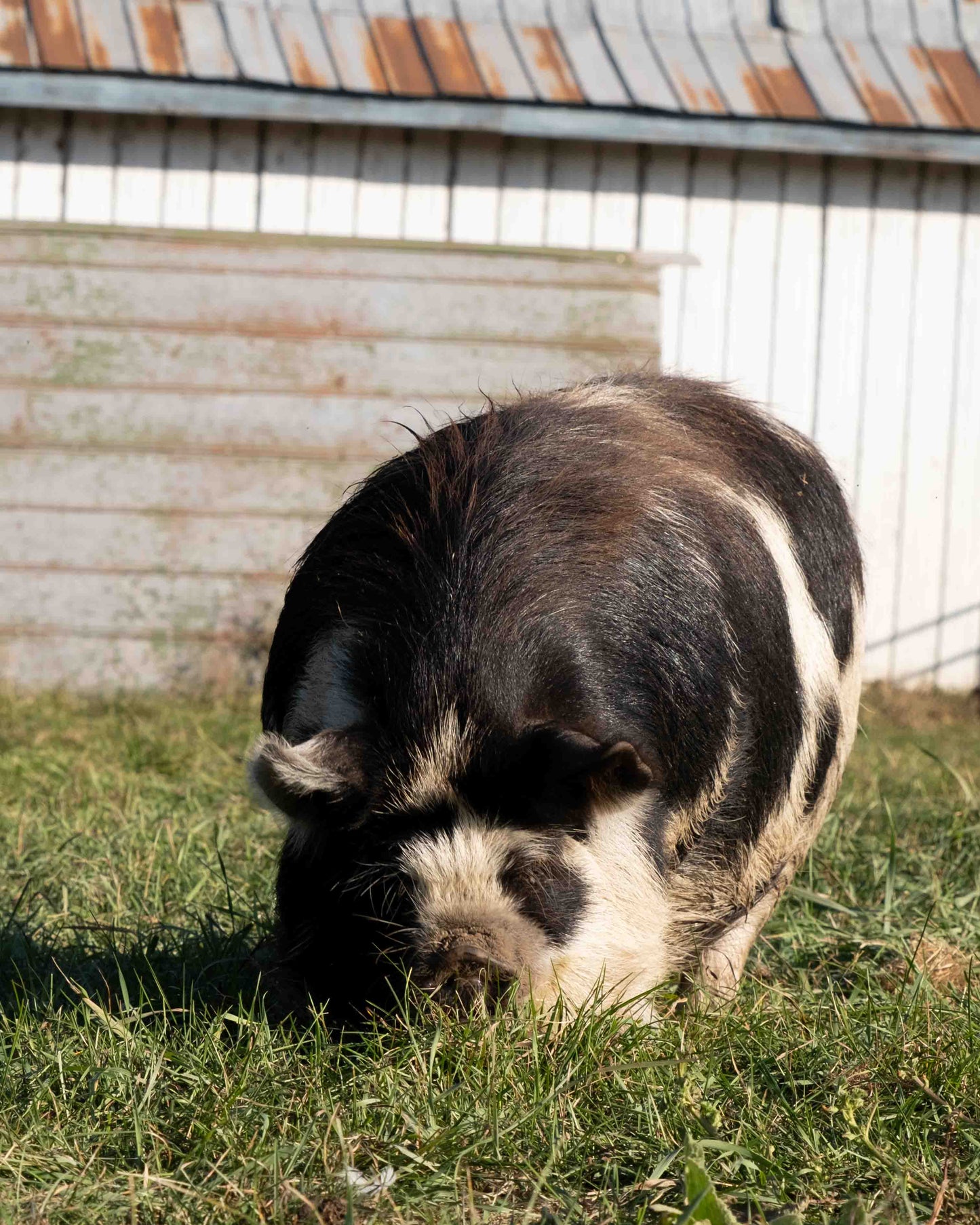 Mature Gilt (Breed ready)