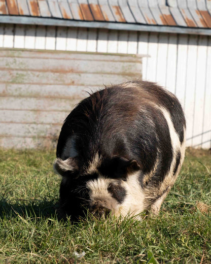 Mature Gilt (Breed ready)