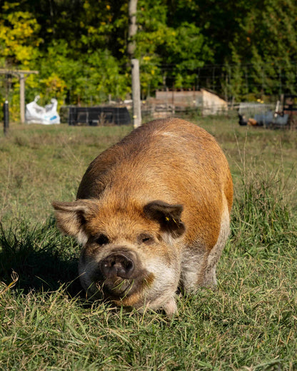 Mature Gilt (Breed ready)