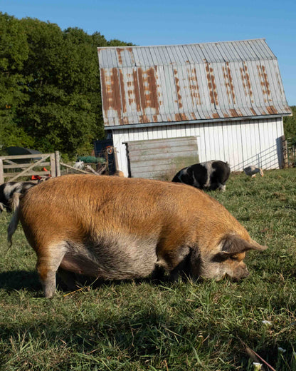 Mature Gilt (Breed ready)
