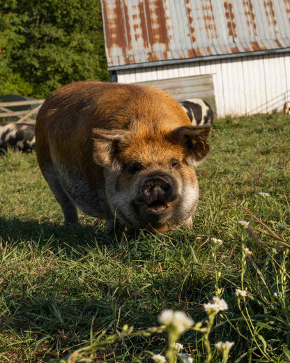 Mature Gilt (Breed ready)